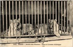 Paris 5e-Jardin des Plantes-Lion et Lionne d'Afrique à Paris 5e
