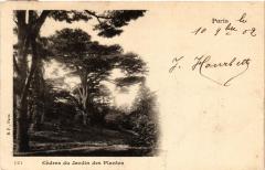 Paris 5e-Cédres du Jardin des Plantes à Paris 5e