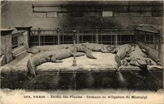 Paris 5e-Jardin des Plantes-Caimans ou Alligators du Missisipi à Paris 5e