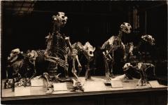 Paris 5e Galerie de Paléonotologie Hyéne Ours Lion Cavernes Loup à Paris 5e