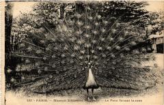 Paris 5e-Museum d'Histoire Naturelle-La Paon faisant la roue -
																					75005 Paris 5e
																			