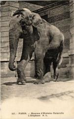 Paris 5e-Museum d'Histoire Naturelle-L'Eléphant -
																					75005 Paris 5e
																			