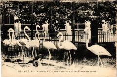 Paris 5e-Museum d'Histoire Naturelle-Les Flamants roses à Paris 5e