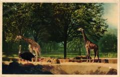 Paris 12e-Parc Zoologique-Les Girafes sur leur plateau à Paris 12e