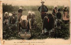 Plougastel - Daoulas - Cueillette des Fraises a l'aube à Daoulas