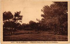 Ile de Brehat-Clairiéne dans les Bois de la Citadelle