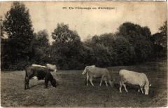 Un Paturage en Auvergne