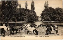 L'Auvergne Pittoresque - Vaches au Paturage