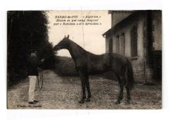 Haras-du-Pin - Algerian