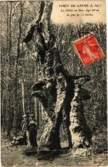Foret Du Gavre Le Chene au Duc -
													44 Loire Atlantique
												