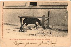 Saumur - Dressage d'un cheval en liberte (Un farceur) à Saumur