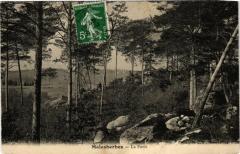 Malesherbes - La Foret