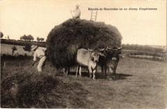 Récolte de Graminées en un champ d'expériences - Cing-Mars-la-Pile