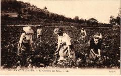 La Cote d'Azur - La Cueillette des Roses