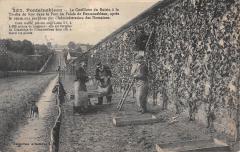 Fontainebleau - La Cueillette Du Raisin A La Treille Du Roy à Fontainebleau