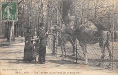 Lyon - Les Chameaux Au Parc De La Tete D'Or à Lyon