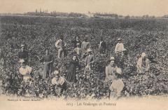 Les Vendanges En Provence