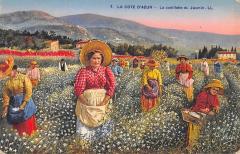 La Cote D'Azur - La Cueillette Du Jasmin