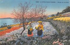 La Cote D'Azur - Champ De Giroflees