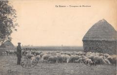 En Beauce - Troupeau De Moutons -
													28 Eure et Loir
												