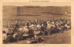 Les Vendanges En Champagne - Epluchage Des Raisins