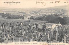Au Pays Du Champagne - Travail De La Vigne - La Vendange