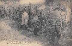 Vendanges En Champagne - Les Robes Culottes Dans Les Hautes Vignes