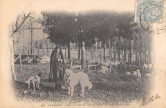 Pyrenees - Patre Et Chiens Des Pyrenees