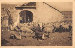 Roquefort - Vue Sur Les Causses - Traite A La Main - Travail Penible