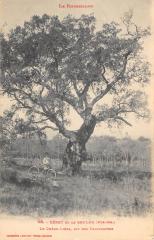 Ceret Et Le Boulou - Le Chene Liege - Dit Des Trabucayres -
																					66160 Le Boulou
																			