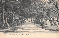 La Rochelle - Une Allee Du Mail à La Rochelle
