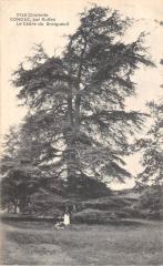 Condat Par Ruffec - Le Cedre De Greigueuil -
																					16700 Ruffec
																			