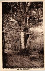 Foret de Perseigne - Un Geant France