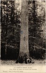 Foret de Berce - Chene Boppe France