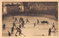Jeux Provencaux - Arenes D'Arles - Course De Vaches Sauvages -
																					13129 Arles
																			