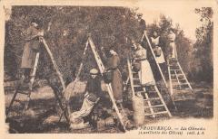 En Prouvenco - Lis Loivados - Cueillette Des Olives -
													13 Bouches du Rhône
												