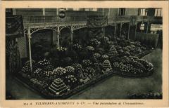 Paris 1e - Une présentation de Chrysanthémes à Paris 1er