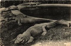 Paris 5e-Jardin des Plantes-Caimans á museau de brochet Louisiane à Paris 5e
