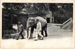 Carte postale ancienne Jardin Zoologique d'Acclimatation de Paris - Eléphant de l'Inde
                                                                     à Paris 16e
                                