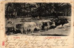 Carte postale ancienne Le Jardin d'Acclimatation - Les Yacks
                                                                     à Neuilly-sur-Seine
                                