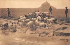 Le Mont Saint Michel - Les Pres Sales Des Greves au Mont-Saint-Michel