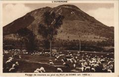 Pacage de Moutons ai Pied du Puy de Dome