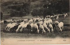 Mouton au Paturage