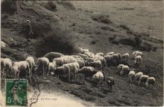 L'Auvergne - Un Paturage