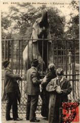 Paris (5e) Jardin des Plantes. L'Elephant Sarrith à Paris 5e