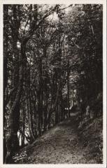 Chemin sous Bois - Rive Est du Lac Pavin