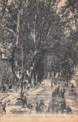 Carcassone - Les Platanes Et Allees De La Prefecture -
													11 Aude
												