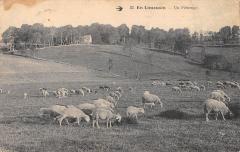 En Limousin - Un Paturage