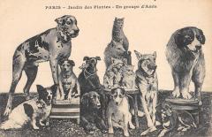 Paris - Jardin Des Plantes - Un Groupe D'Amis - Chiens -
																					75000 Paris
																			