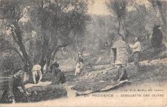 En Provence - Cueillette Des Olives à Vence